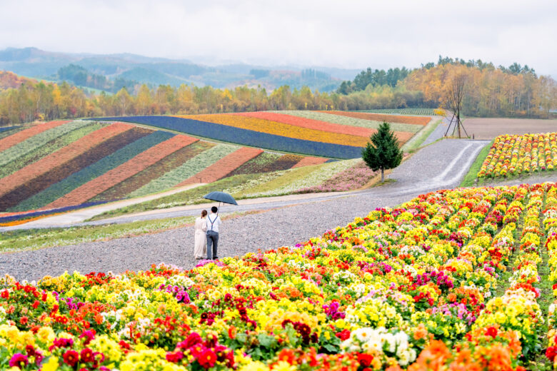色鮮やかなお花畑で、傘をさして撮影するフォトウェディング