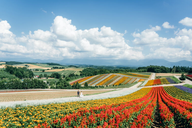 富良野・美瑛エリア色彩の丘でのお花畑。フォトウェディングで人気の場所です。