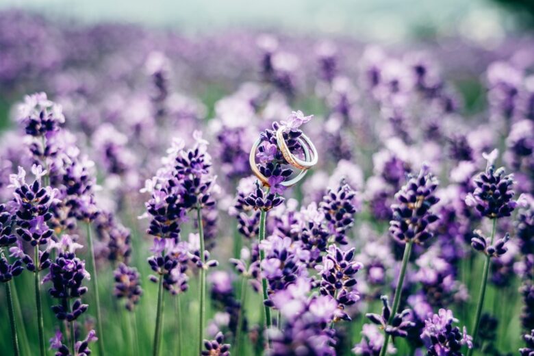 ラベンダーの中で輝くウェディングリング