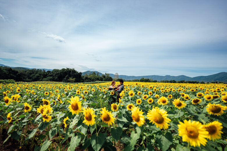 ひまわり畑でウェディングフォトとオープニングムービー