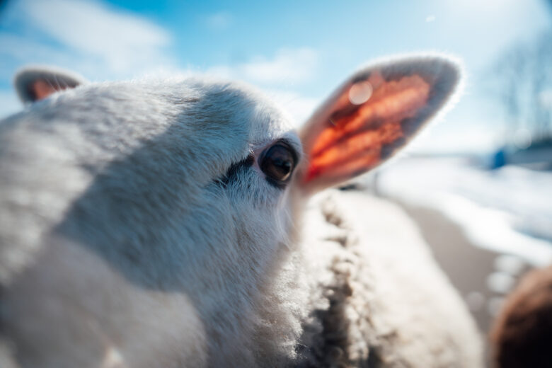 あおいまきばでウェディングフォト