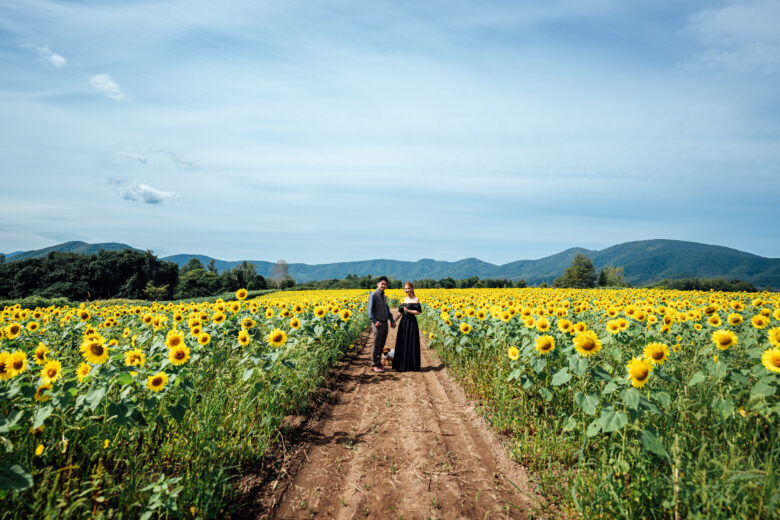 ひまわり畑でウェディングフォトとオープニングムービー（積丹エリアの魅力y）